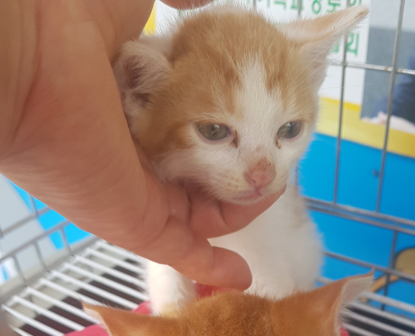 한국 고양이 이미지 파일 입니다.