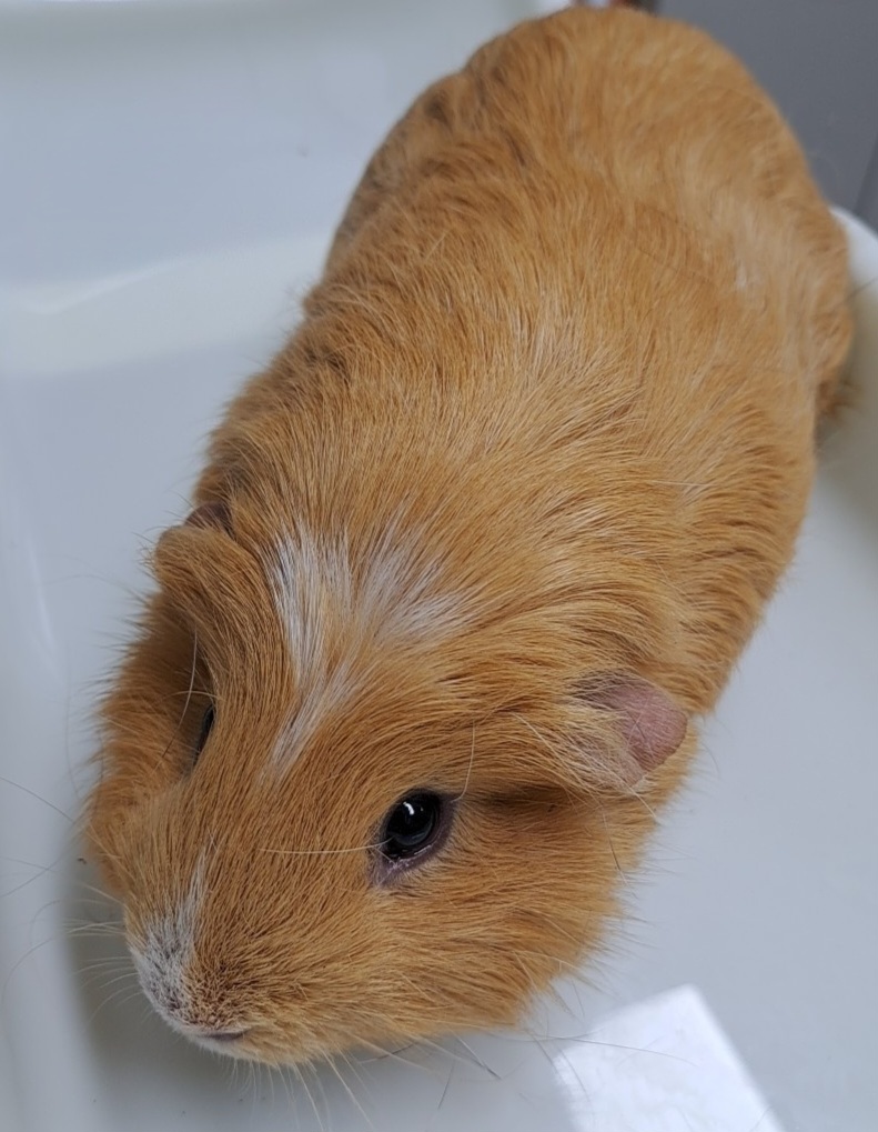 [기타축종] 기니피그(Guinea pig) 이미지 파일 입니다.