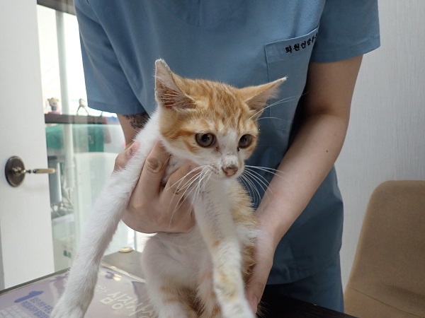 한국 고양이 이미지 파일 입니다.