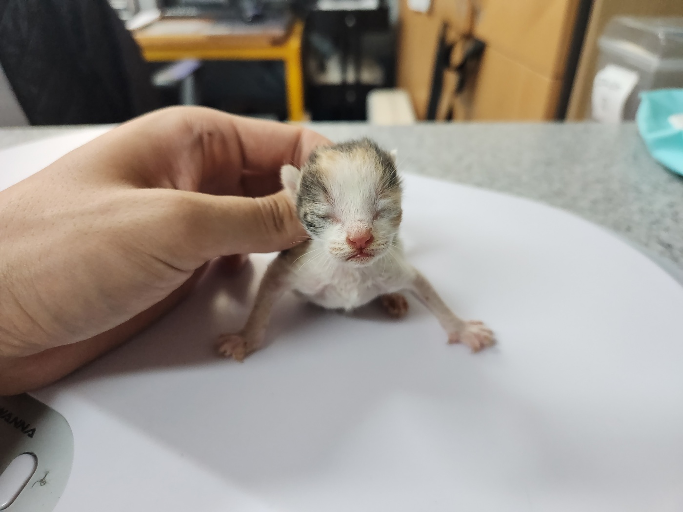 한국 고양이 이미지 파일 입니다.