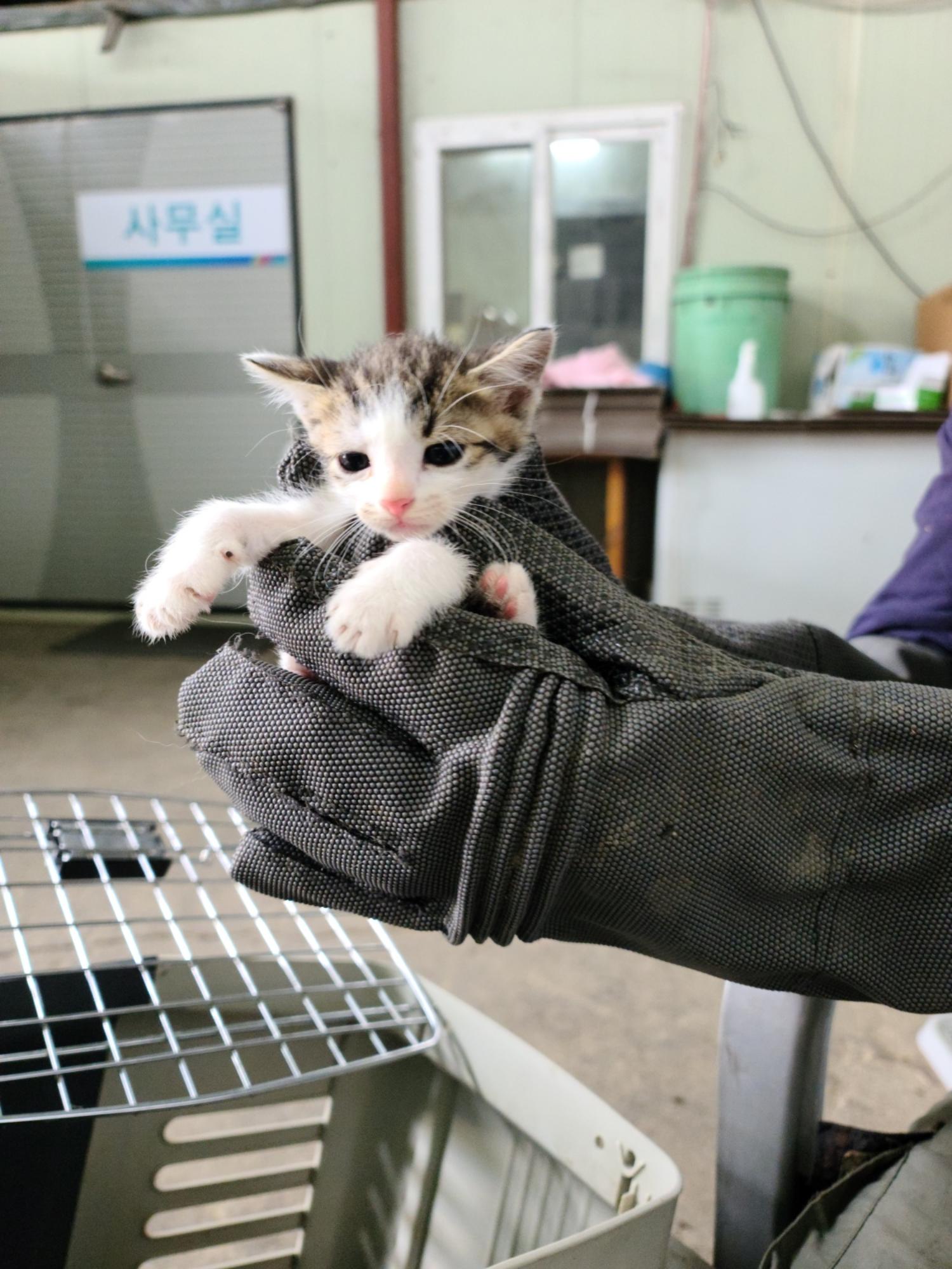 한국 고양이 이미지 파일 입니다.