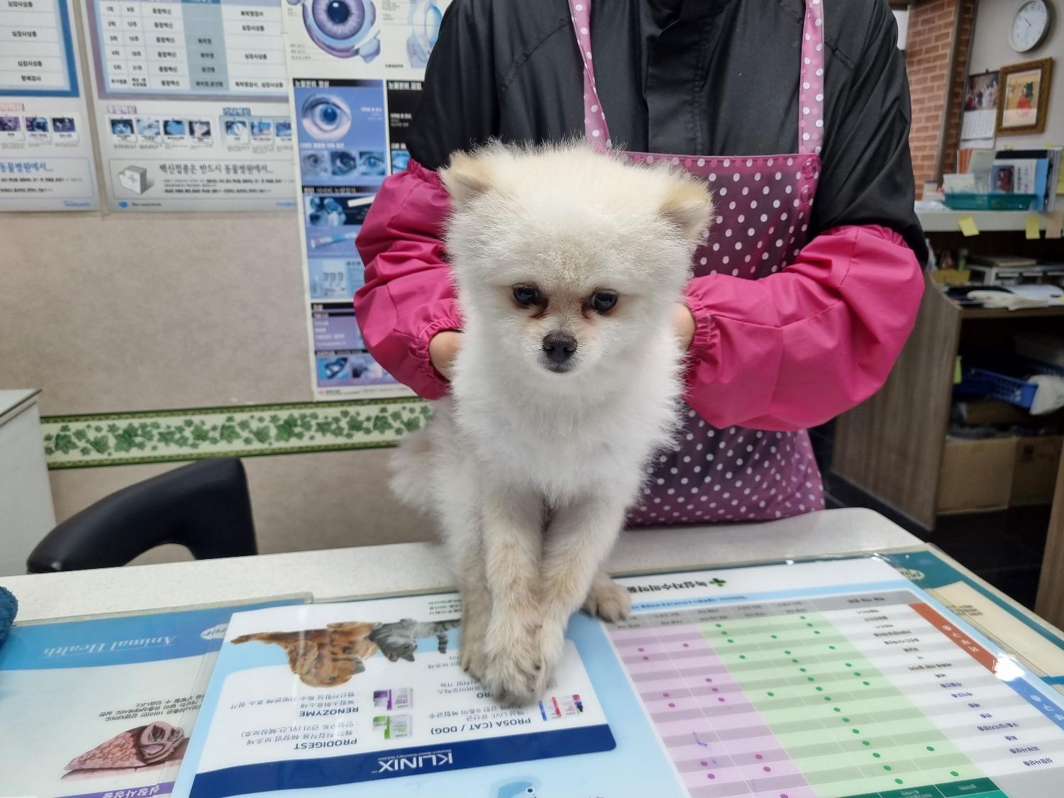 포메라니안 이미지 파일 입니다.