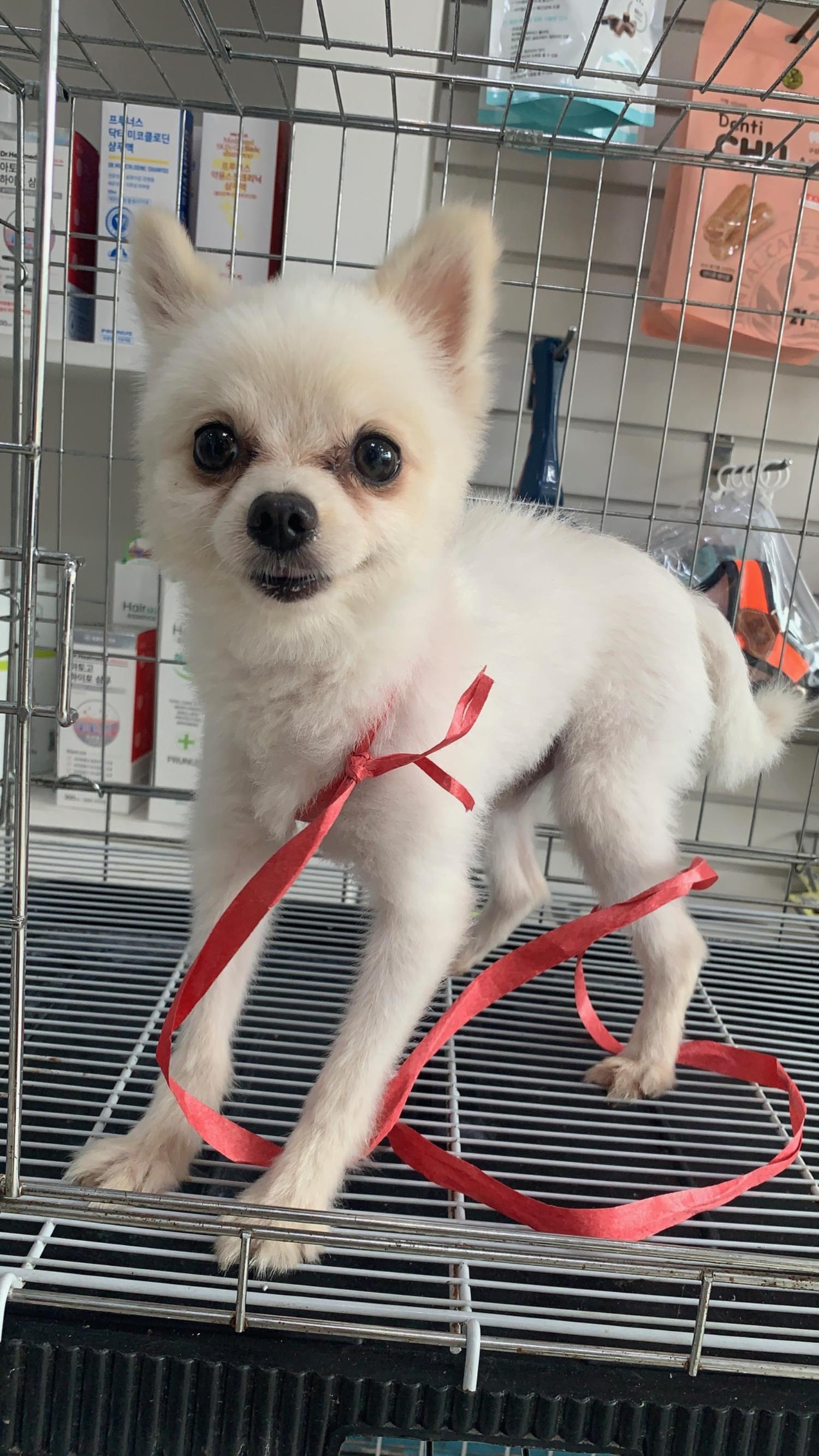 포메라니안 이미지 파일 입니다.