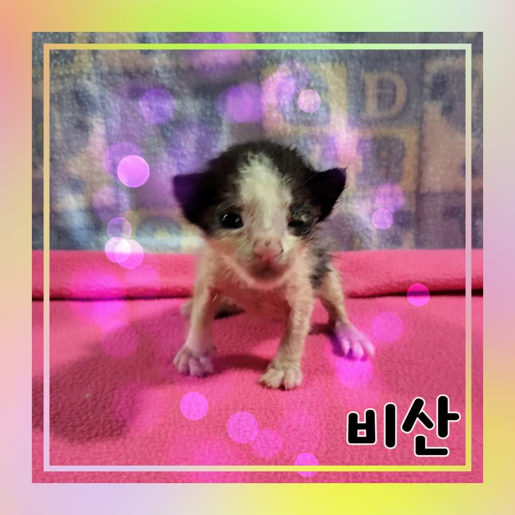 한국 고양이 이미지 파일 입니다.