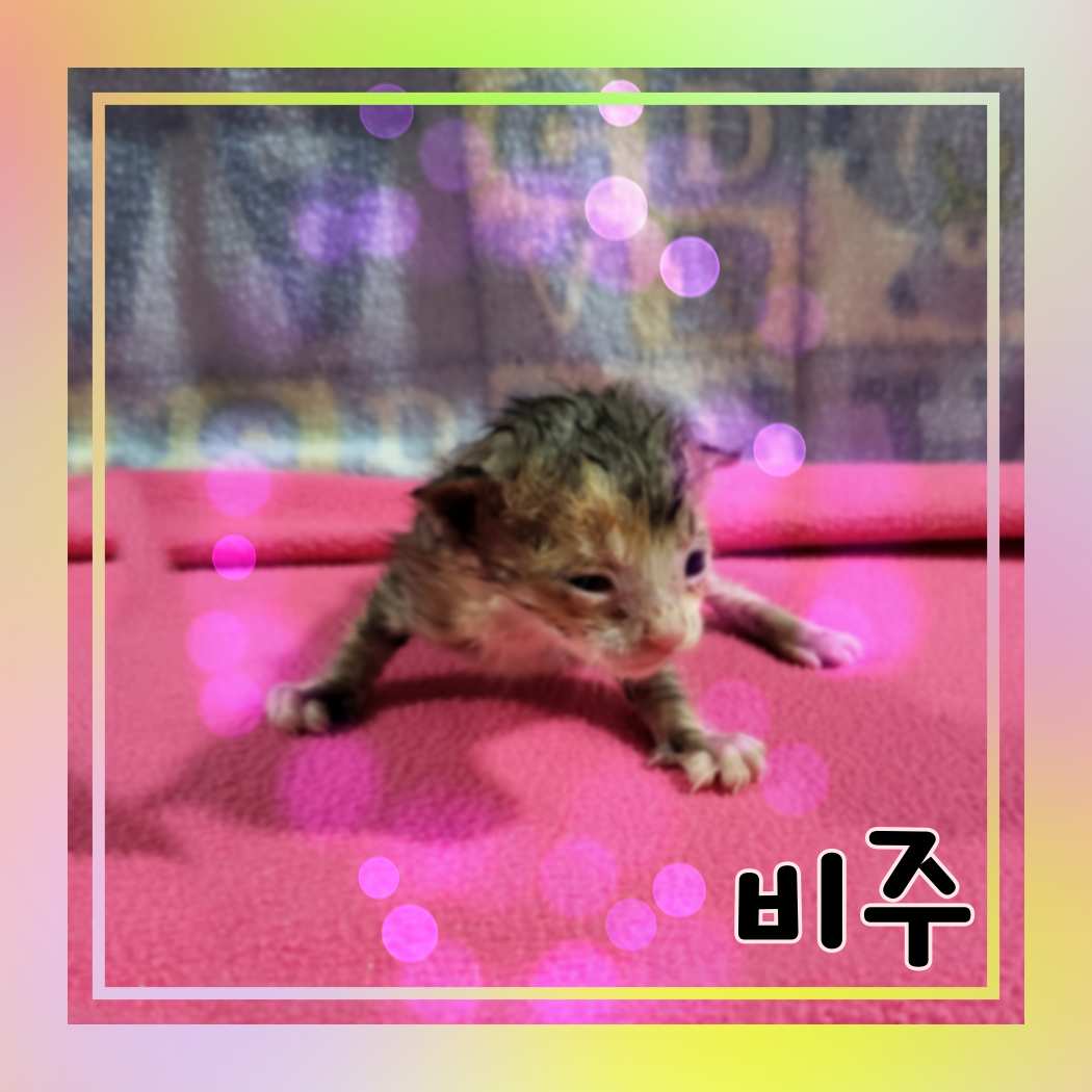 한국 고양이 이미지 파일 입니다.