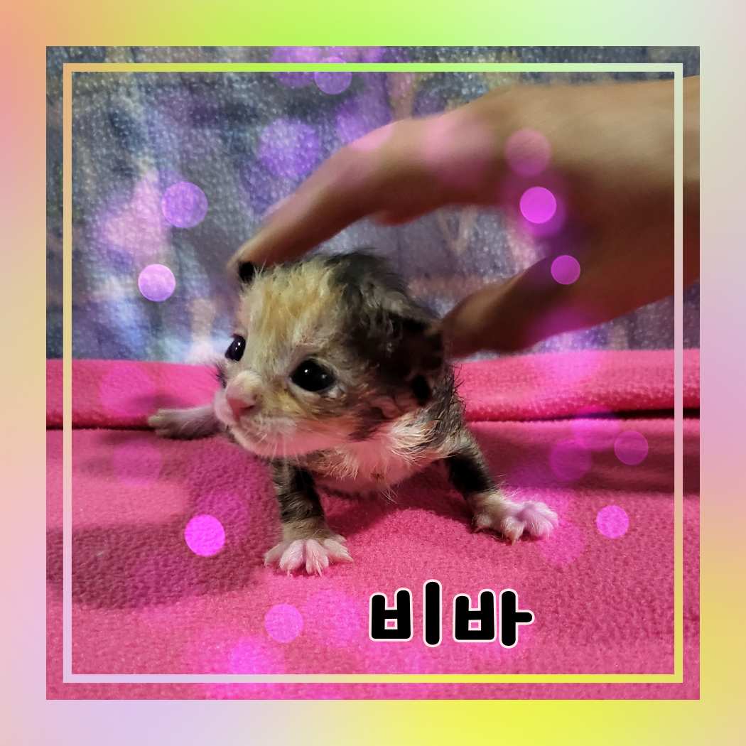 한국 고양이 이미지 파일 입니다.