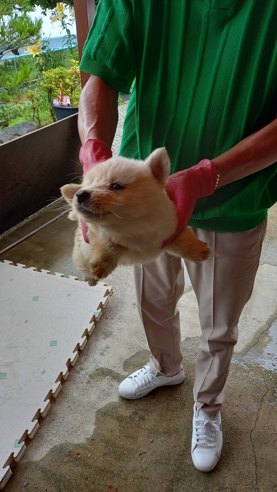 진도견 이미지 파일 입니다.