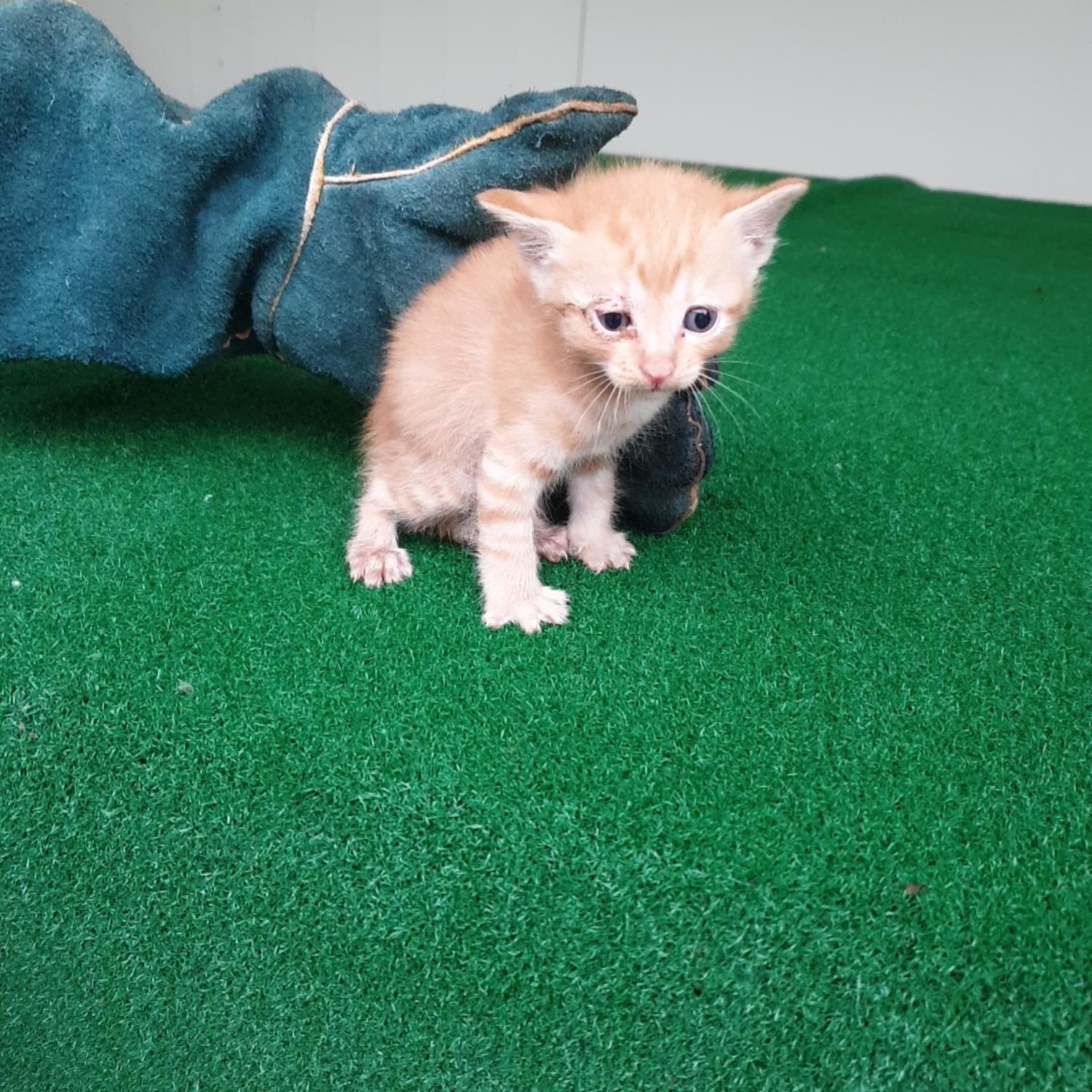 한국 고양이 이미지 파일 입니다.