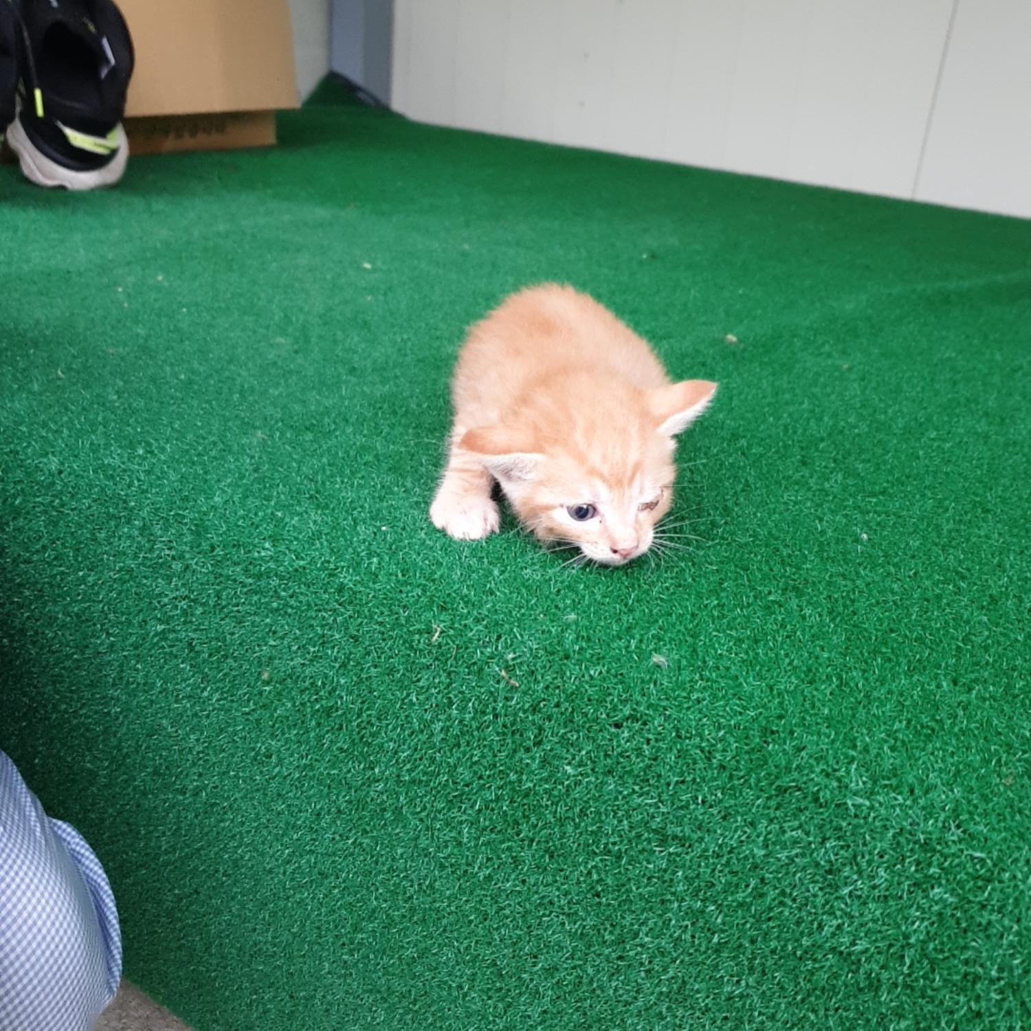 한국 고양이 이미지 파일 입니다.