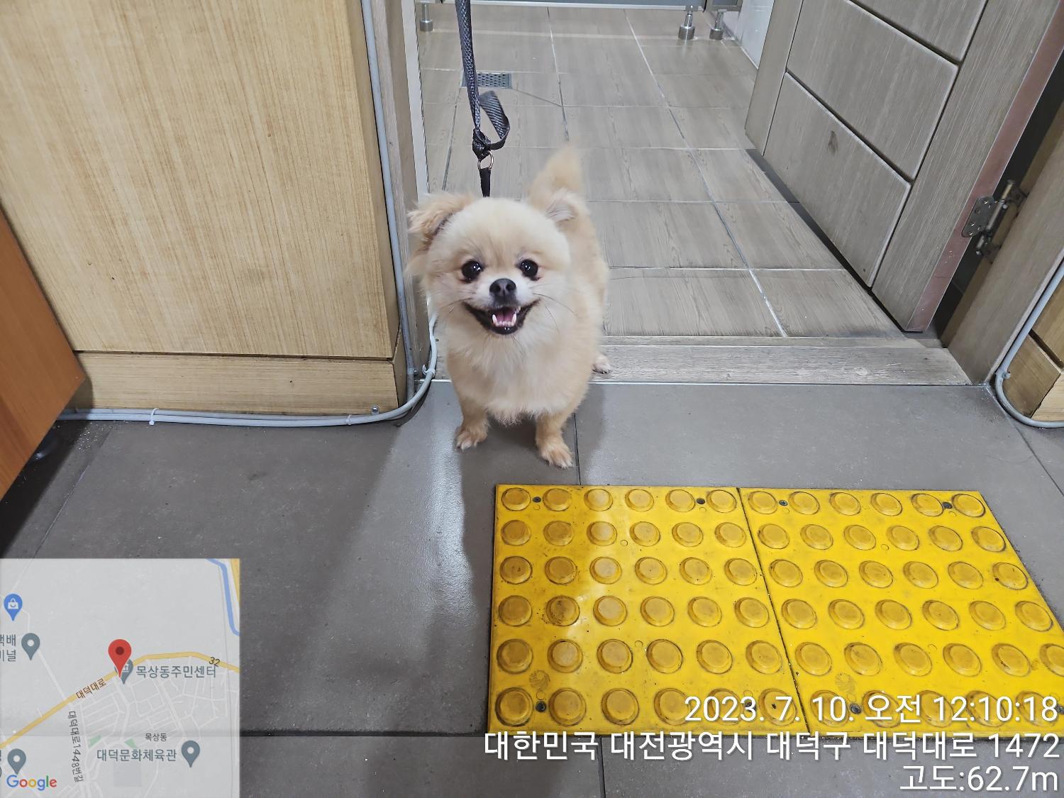 포메라니안 이미지 파일 입니다.