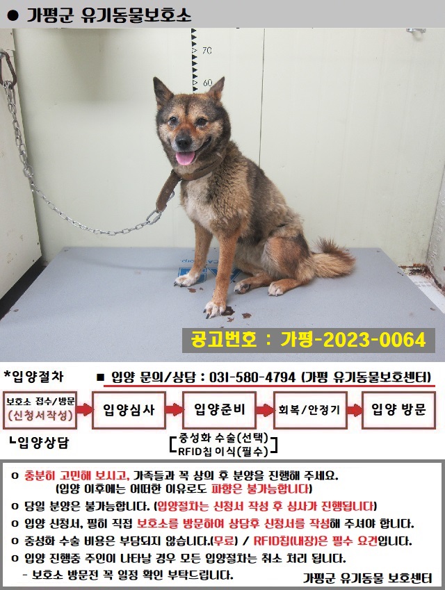 믹스견 이미지 파일 입니다.