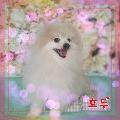 포메라니안 강아지 사진