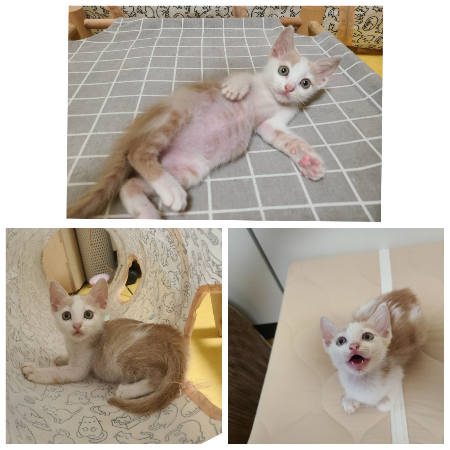 한국 고양이 이미지 파일 입니다.