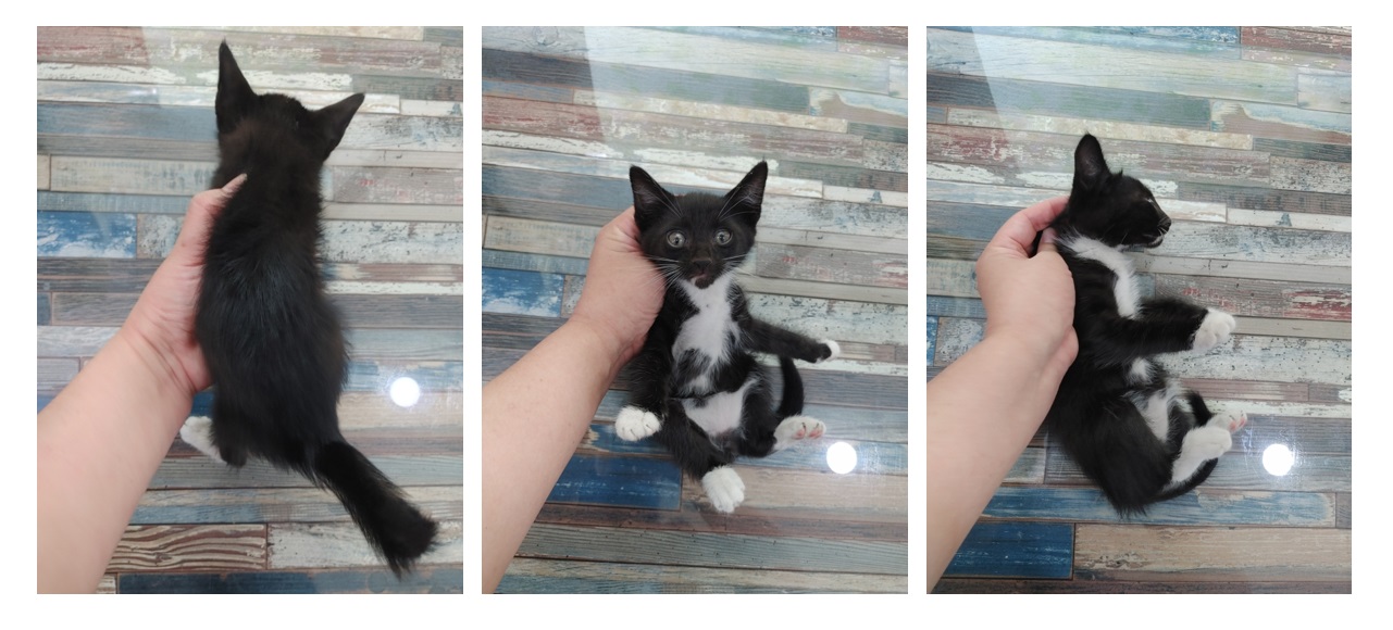 한국 고양이 이미지 파일 입니다.