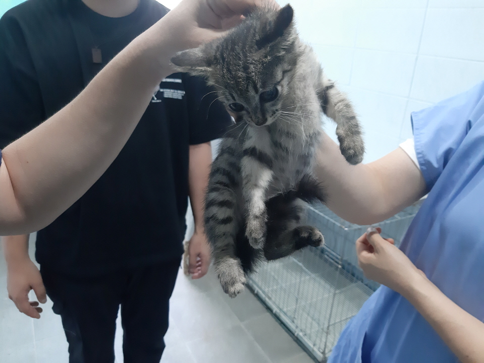한국 고양이 이미지 파일 입니다.