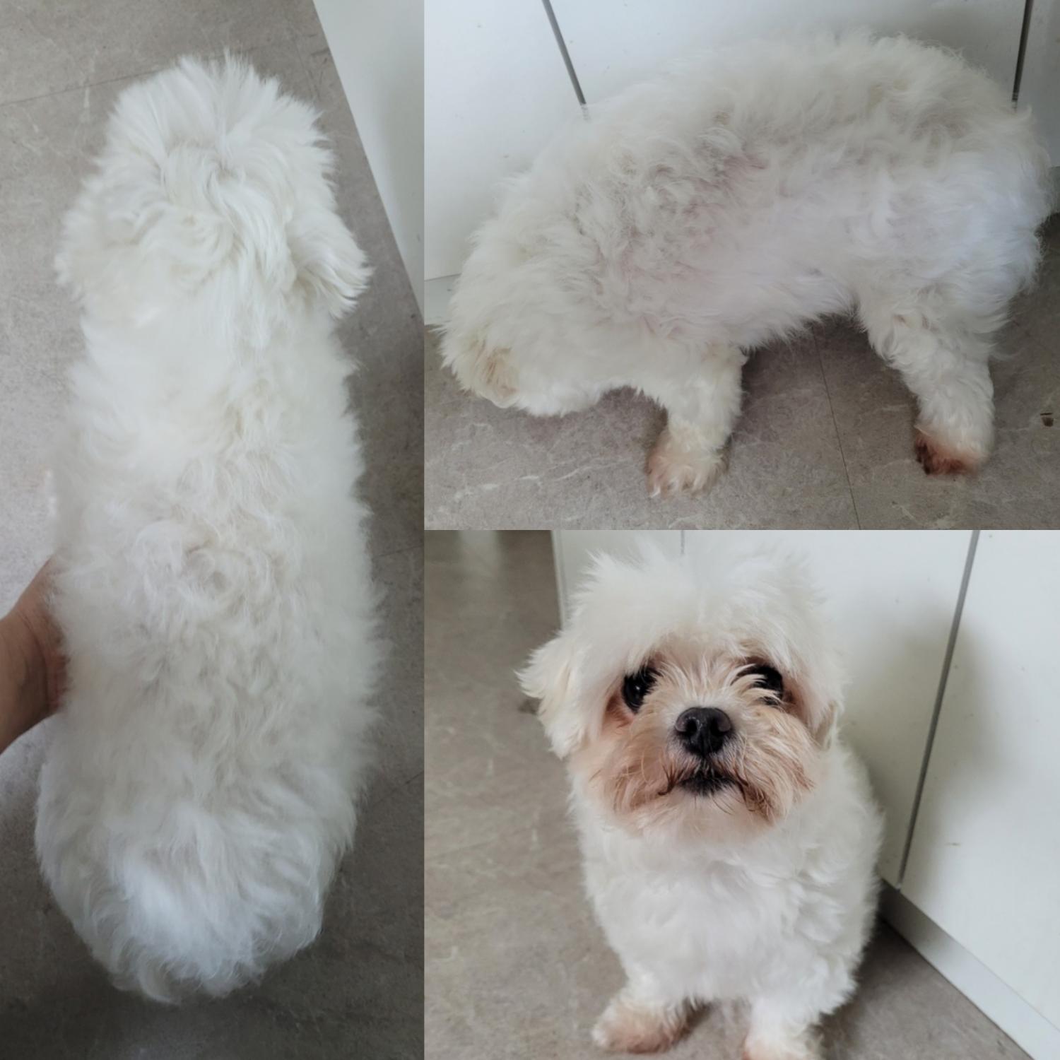 말티즈 이미지 파일 입니다.