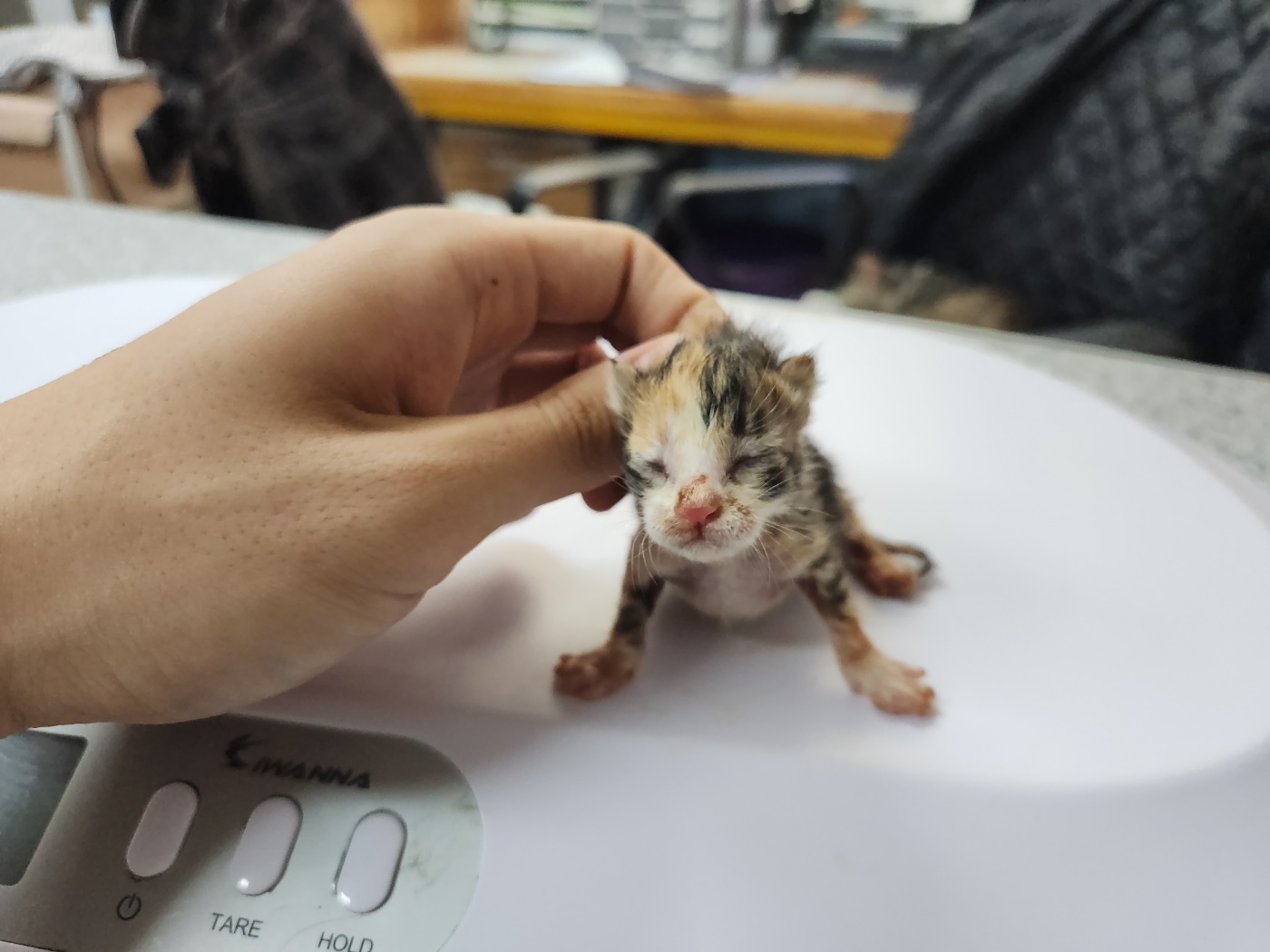 한국 고양이 이미지 파일 입니다.