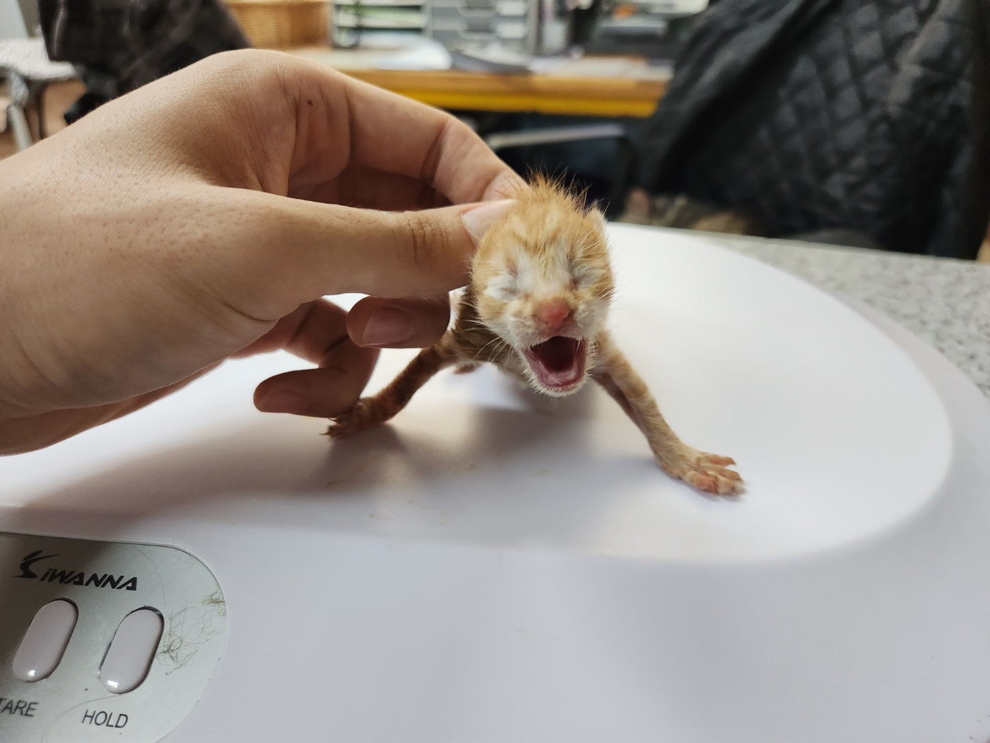 한국 고양이 이미지 파일 입니다.