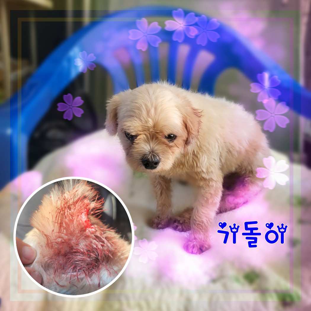 믹스견 이미지 파일 입니다.