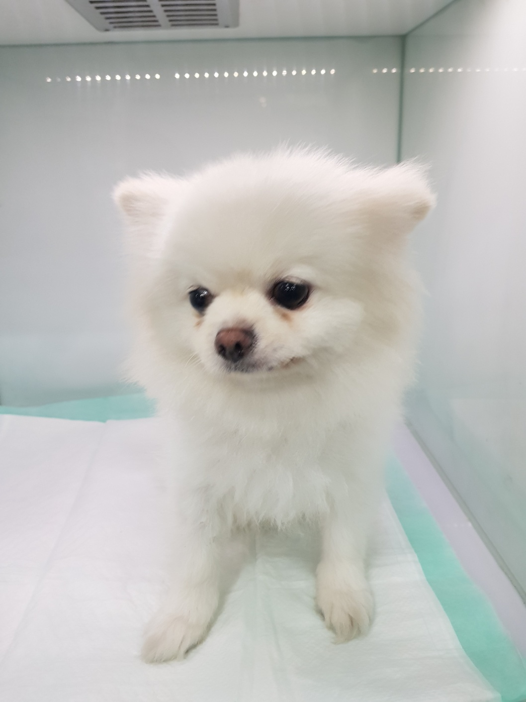 포메라니안 이미지 파일 입니다.