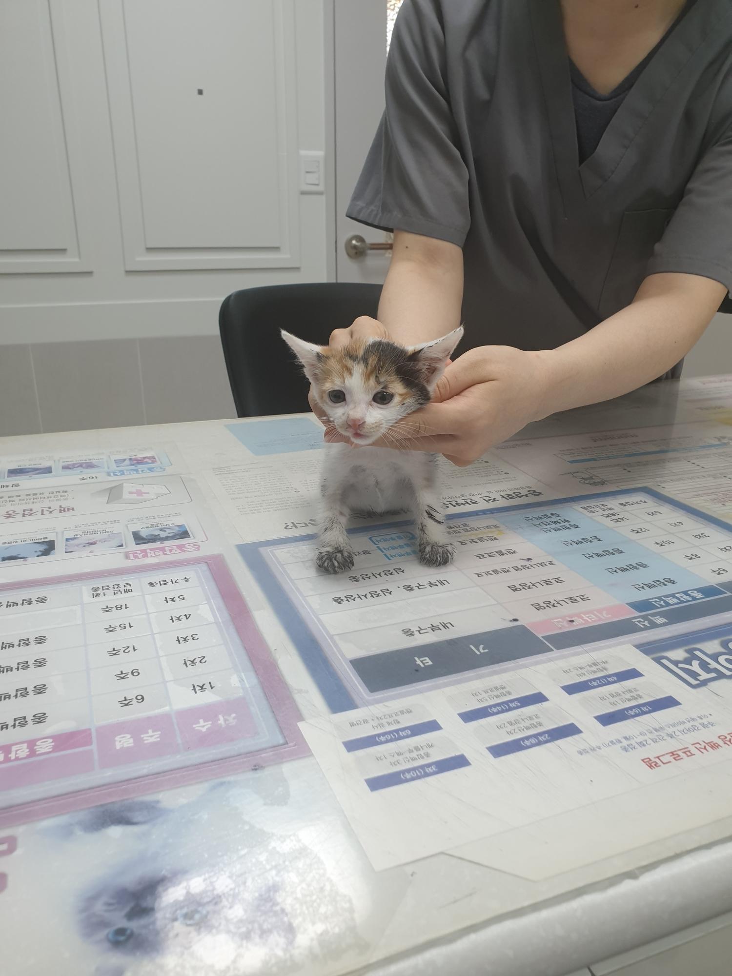 한국 고양이 이미지 파일 입니다.