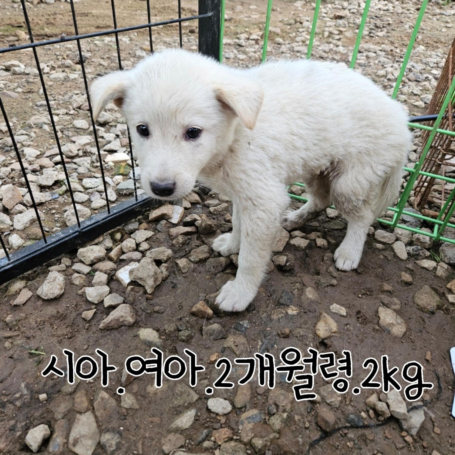 믹스견 이미지 파일 입니다.