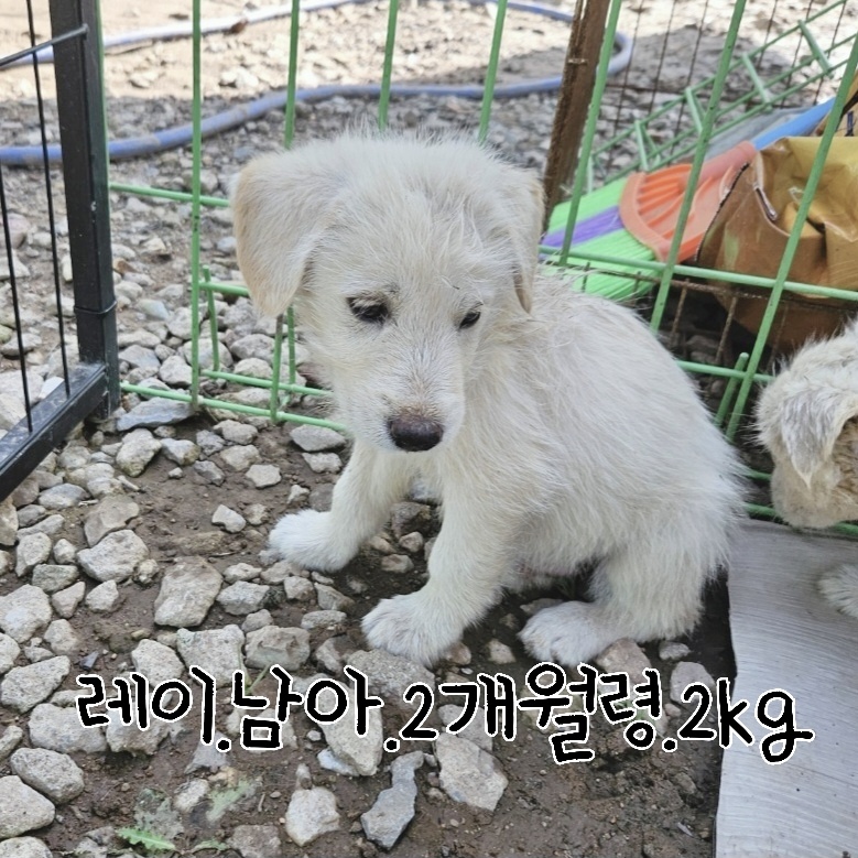 믹스견 이미지 파일 입니다.