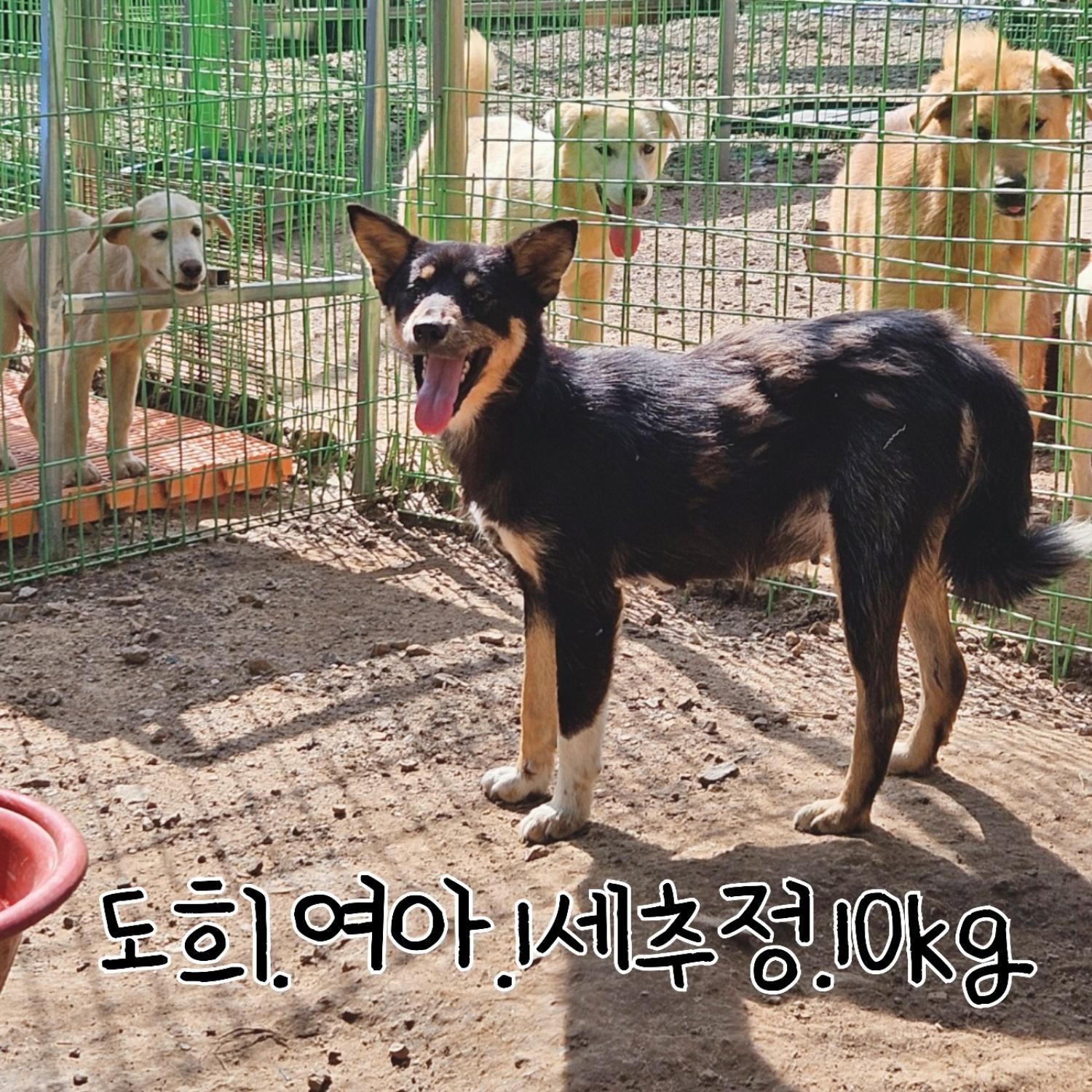 믹스견 이미지 파일 입니다.