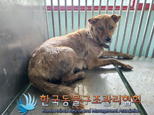 믹스견 이미지 파일 입니다.