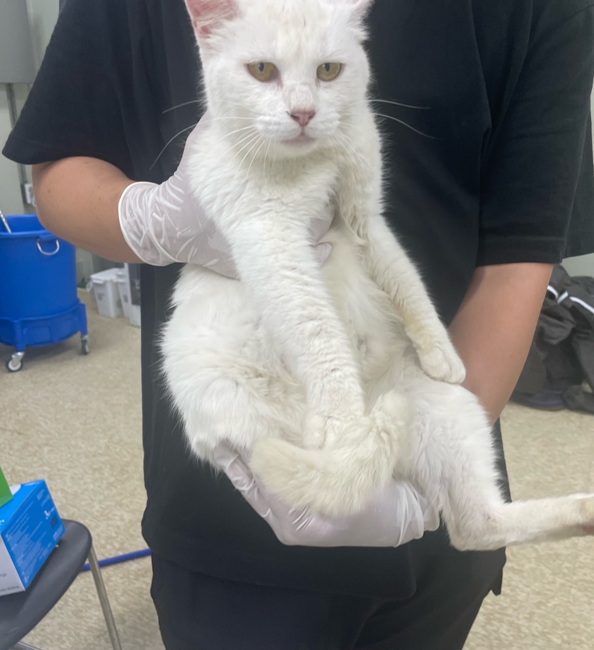 터키시 앙고라 이미지 파일 입니다.