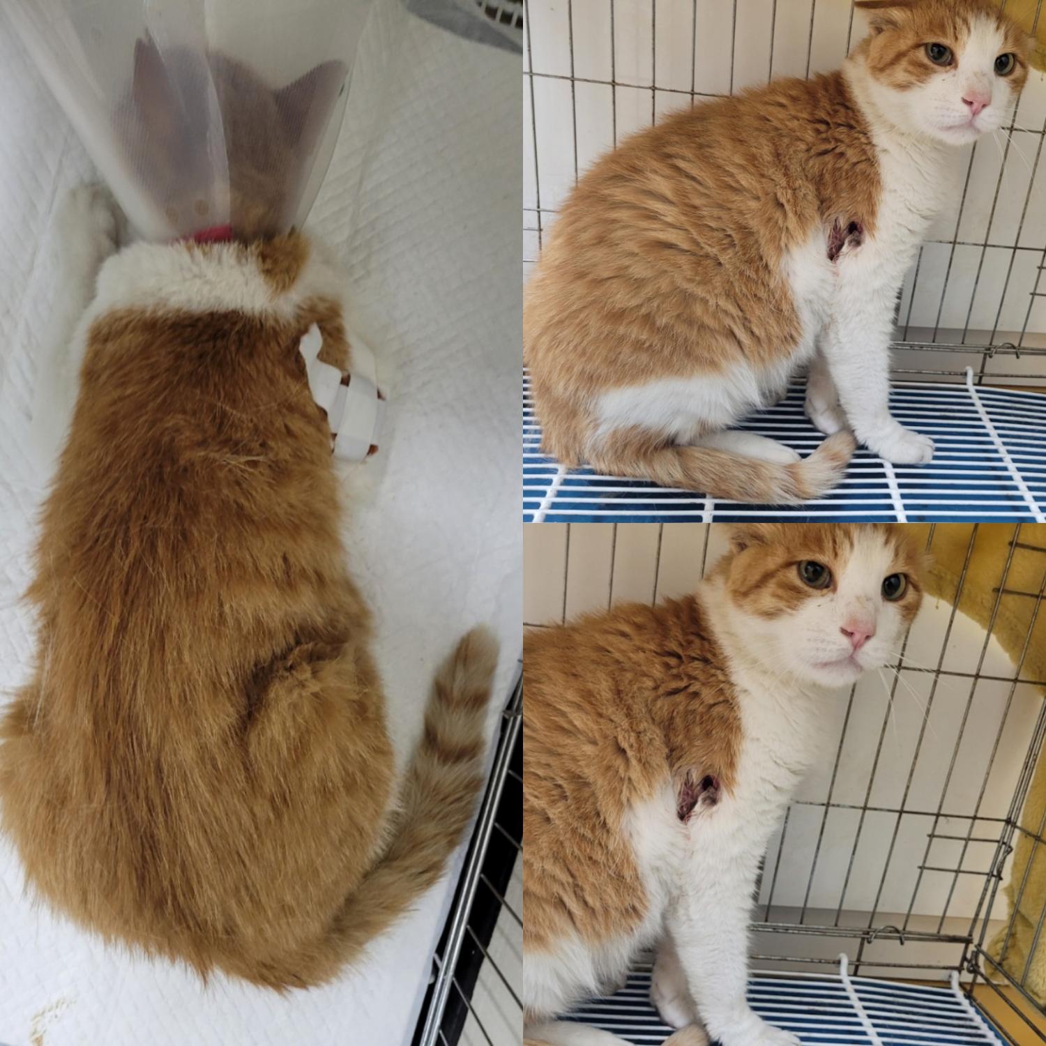 한국 고양이 이미지 파일 입니다.