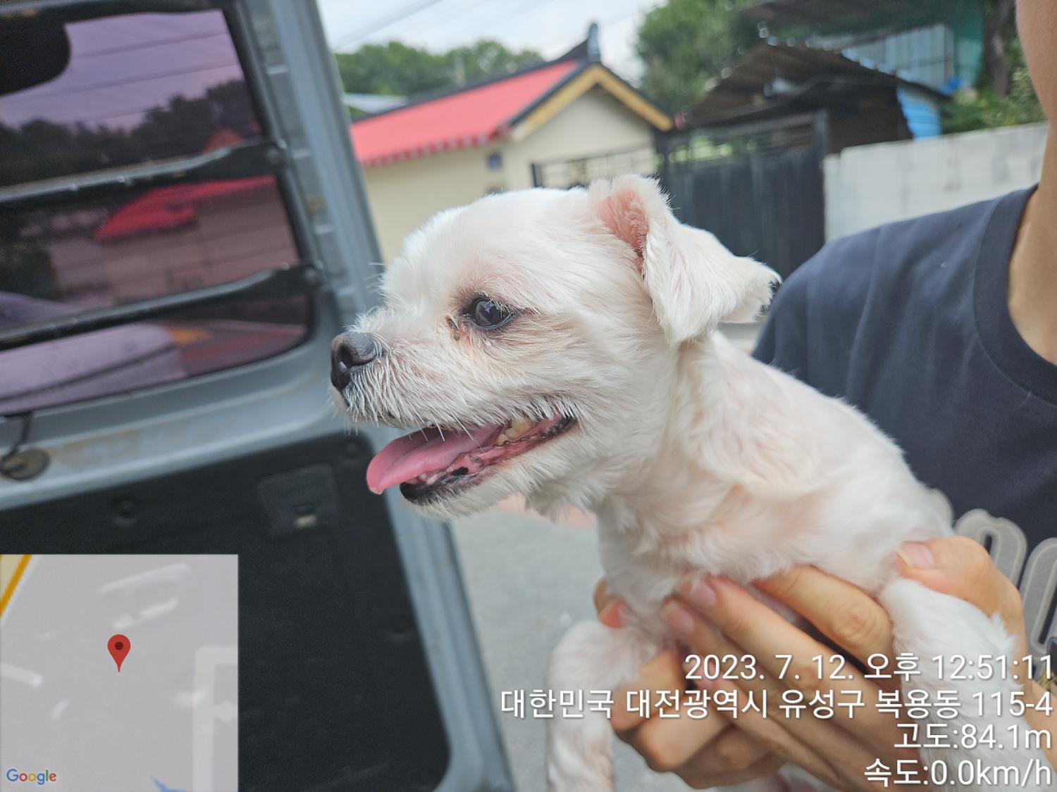 말티즈 이미지 파일 입니다.