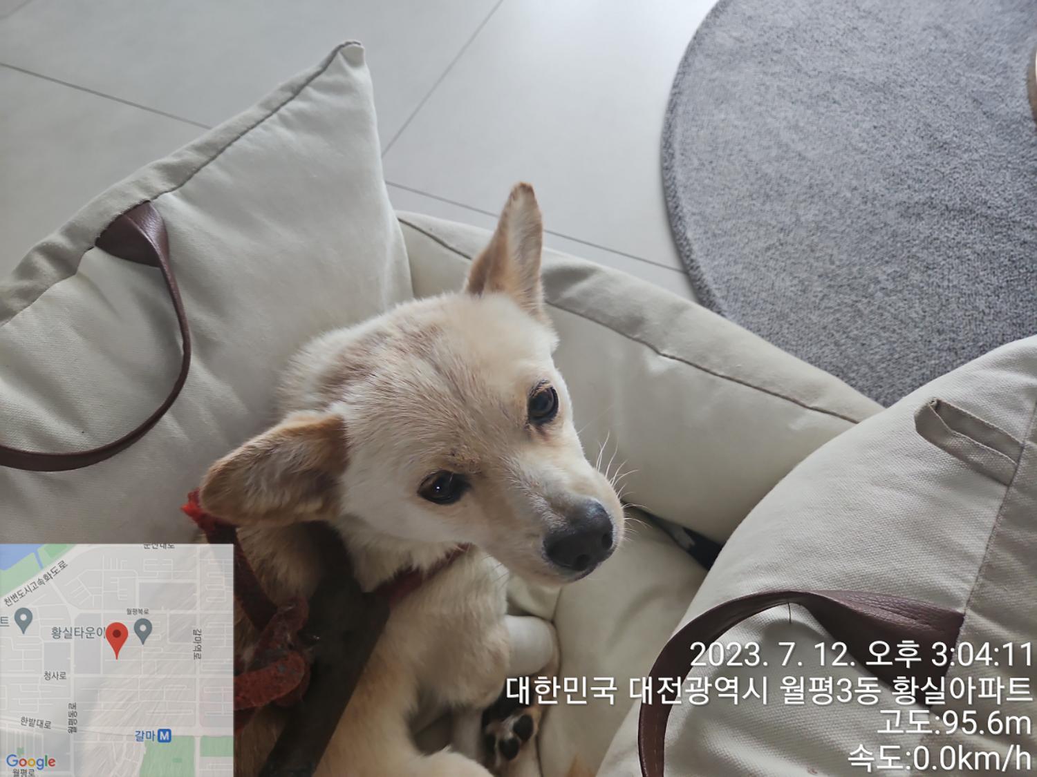 믹스견 이미지 파일 입니다.