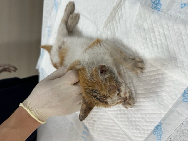 한국 고양이 이미지 파일 입니다.