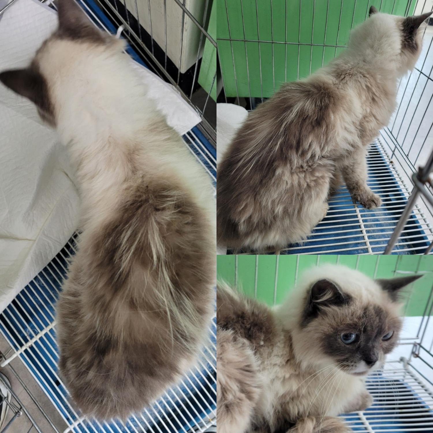 샴 이미지 파일 입니다.