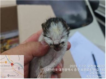 한국 고양이 이미지 파일 입니다.