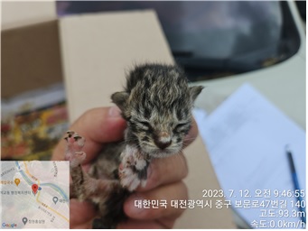 한국 고양이 이미지 파일 입니다.