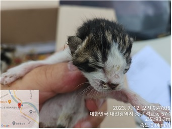 한국 고양이 이미지 파일 입니다.