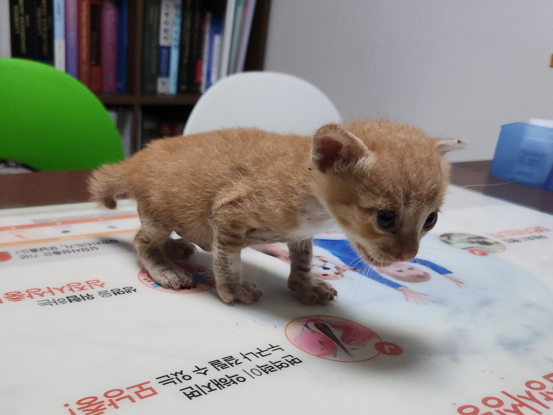한국 고양이 이미지 파일 입니다.