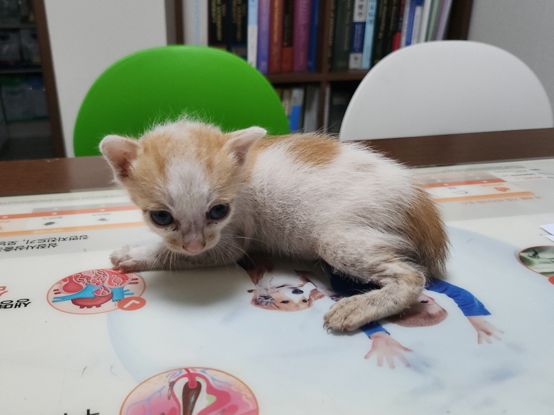 한국 고양이 이미지 파일 입니다.