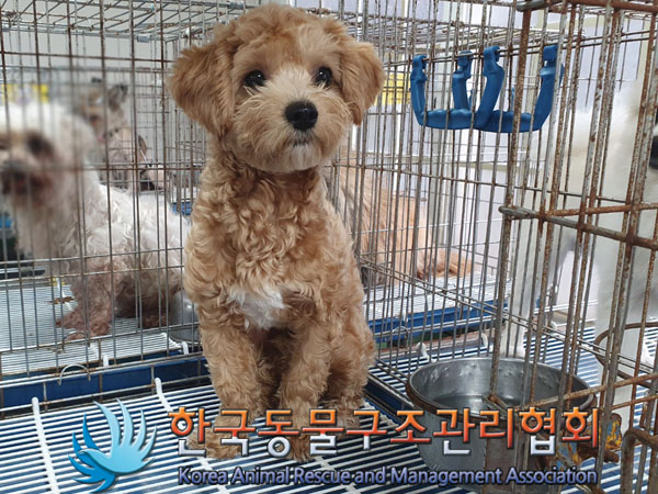 푸들 이미지 파일 입니다.
