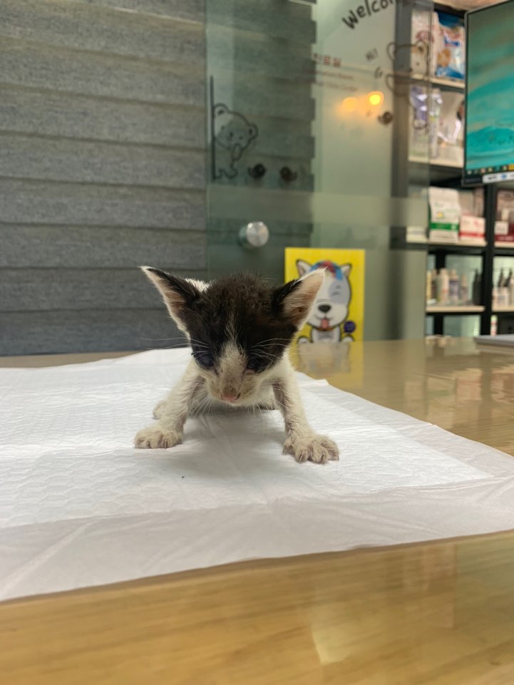 한국 고양이 이미지 파일 입니다.