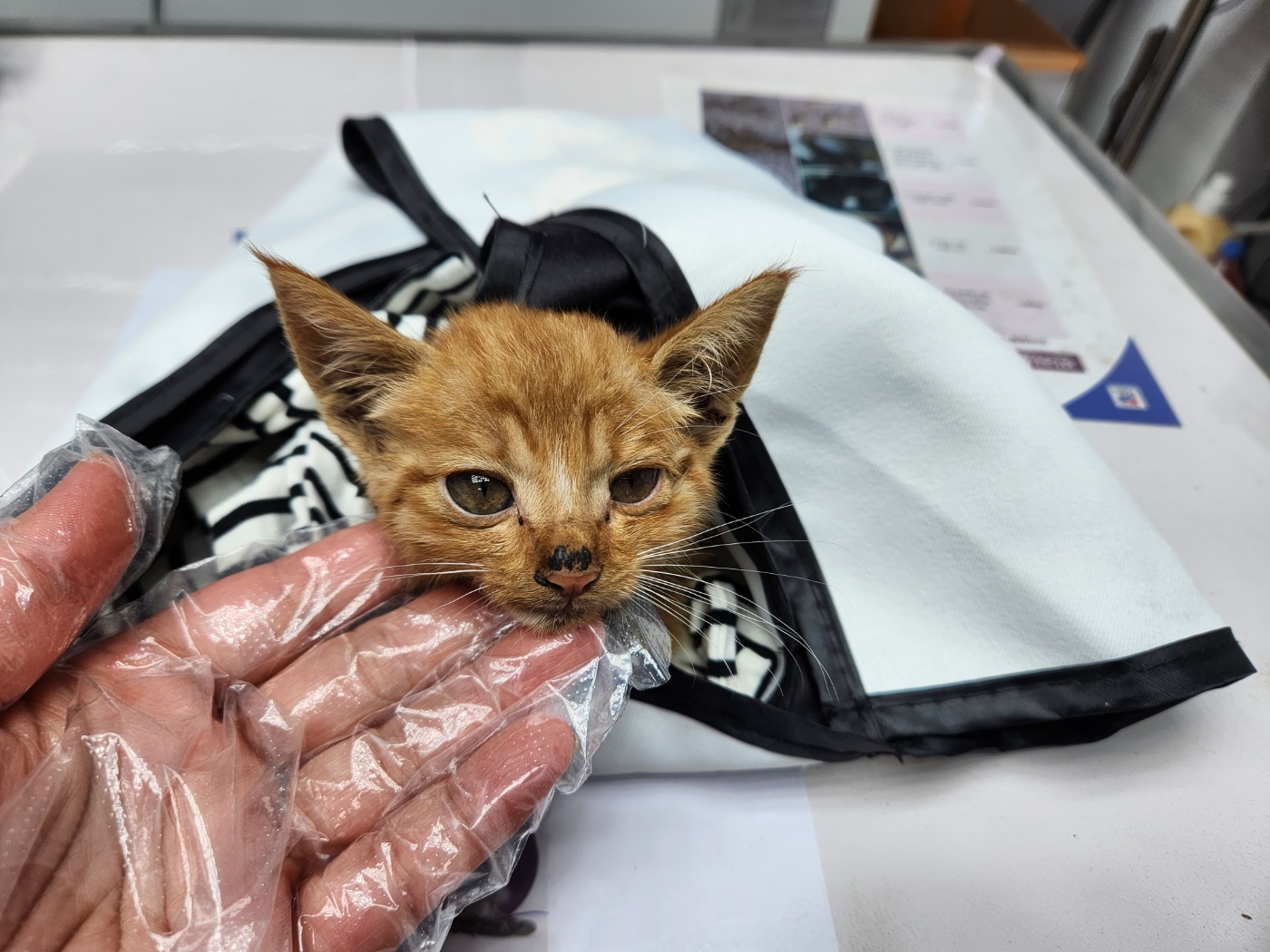 한국 고양이 이미지 파일 입니다.