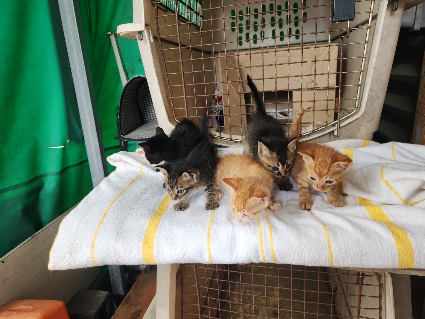 한국 고양이 이미지 파일 입니다.