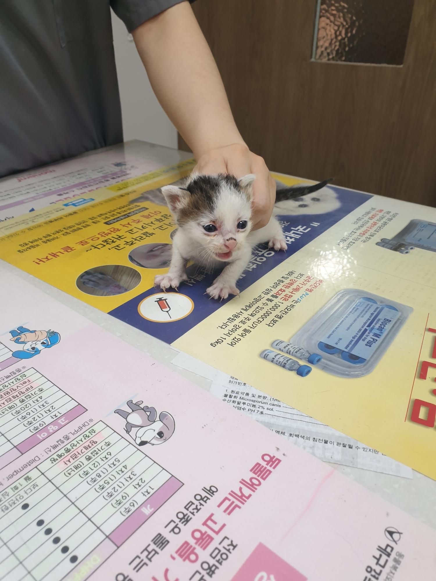 한국 고양이 이미지 파일 입니다.