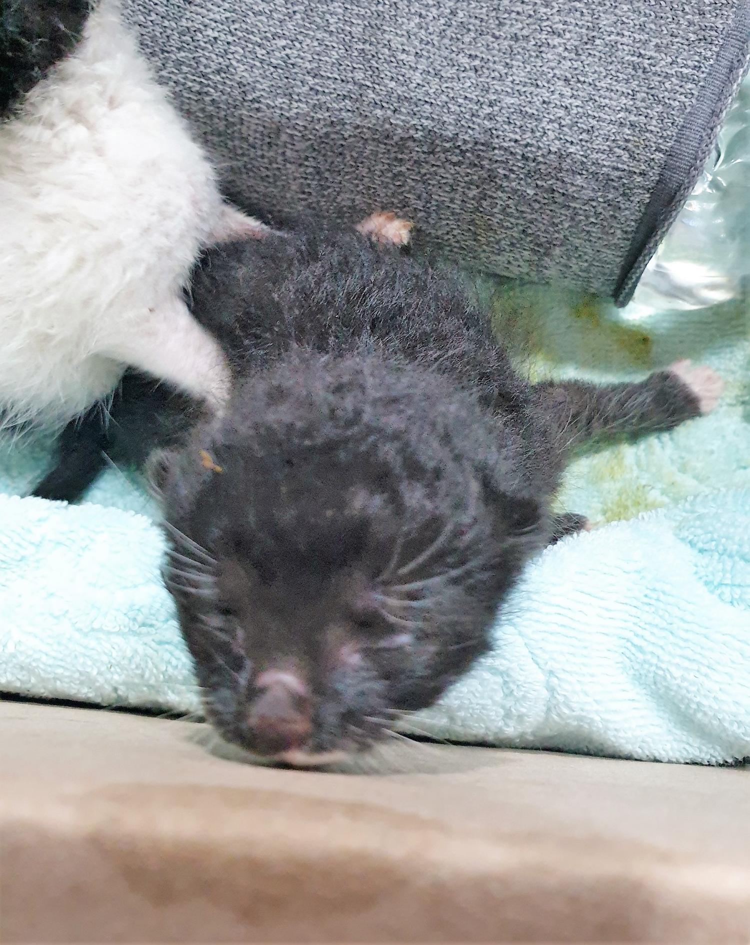 한국 고양이 이미지 파일 입니다.