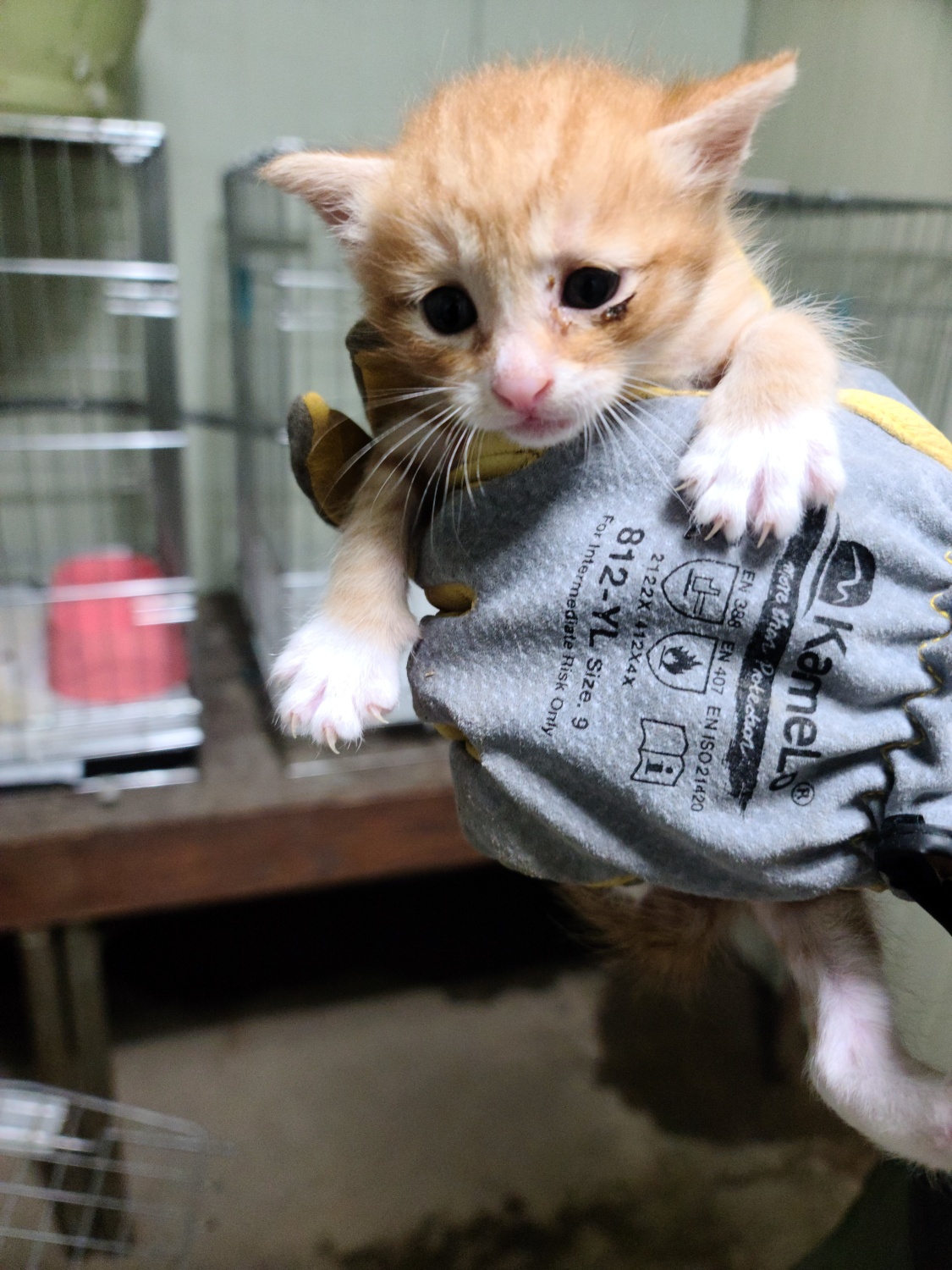 한국 고양이 이미지 파일 입니다.