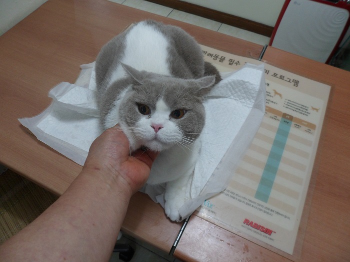 레그돌 이미지 파일 입니다.