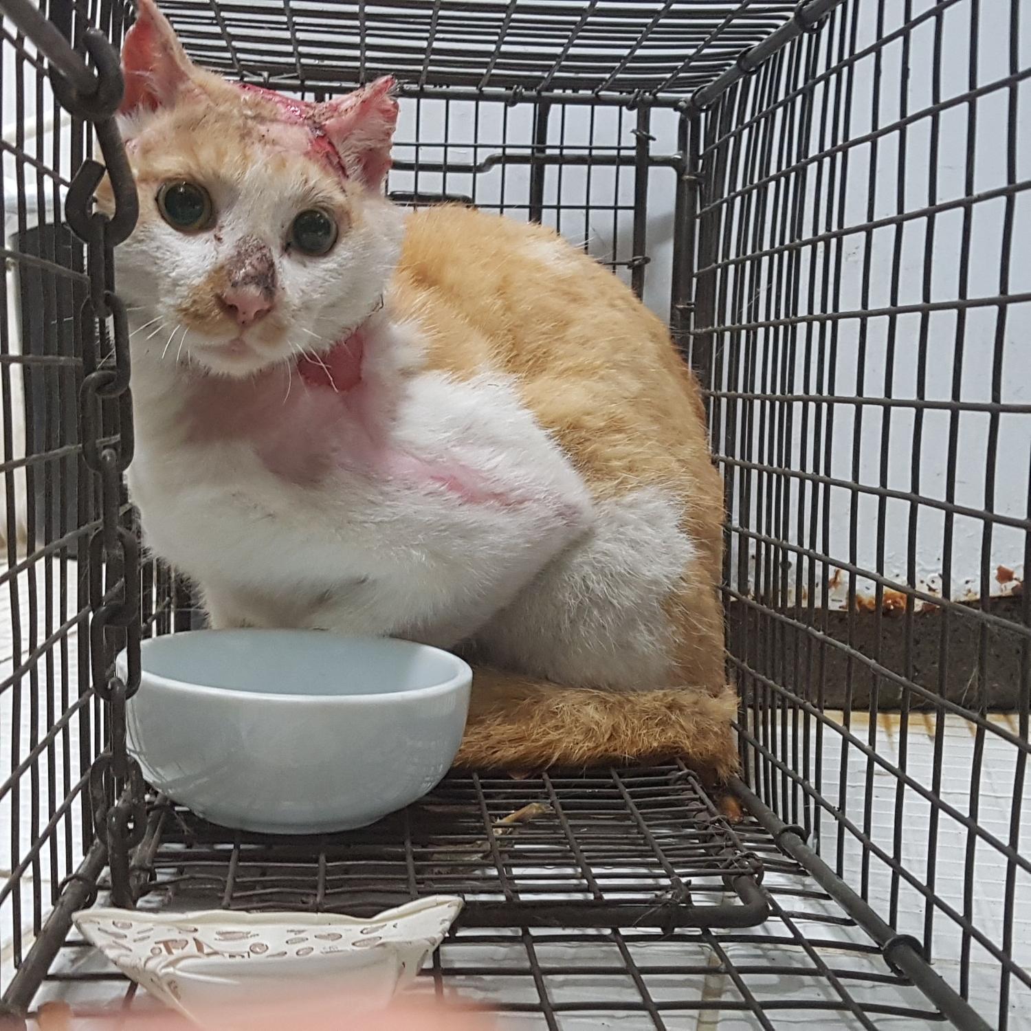 한국 고양이 이미지 파일 입니다.