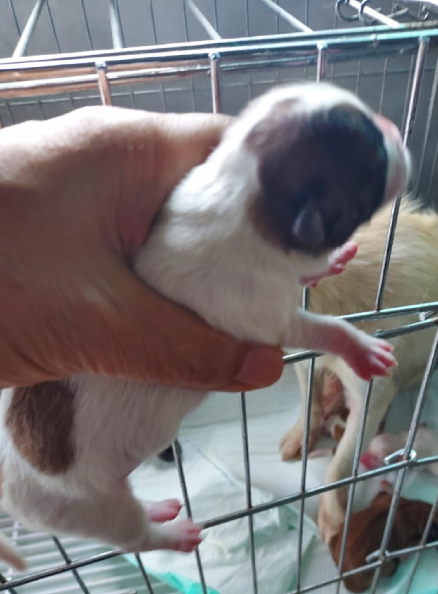믹스견 이미지 파일 입니다.